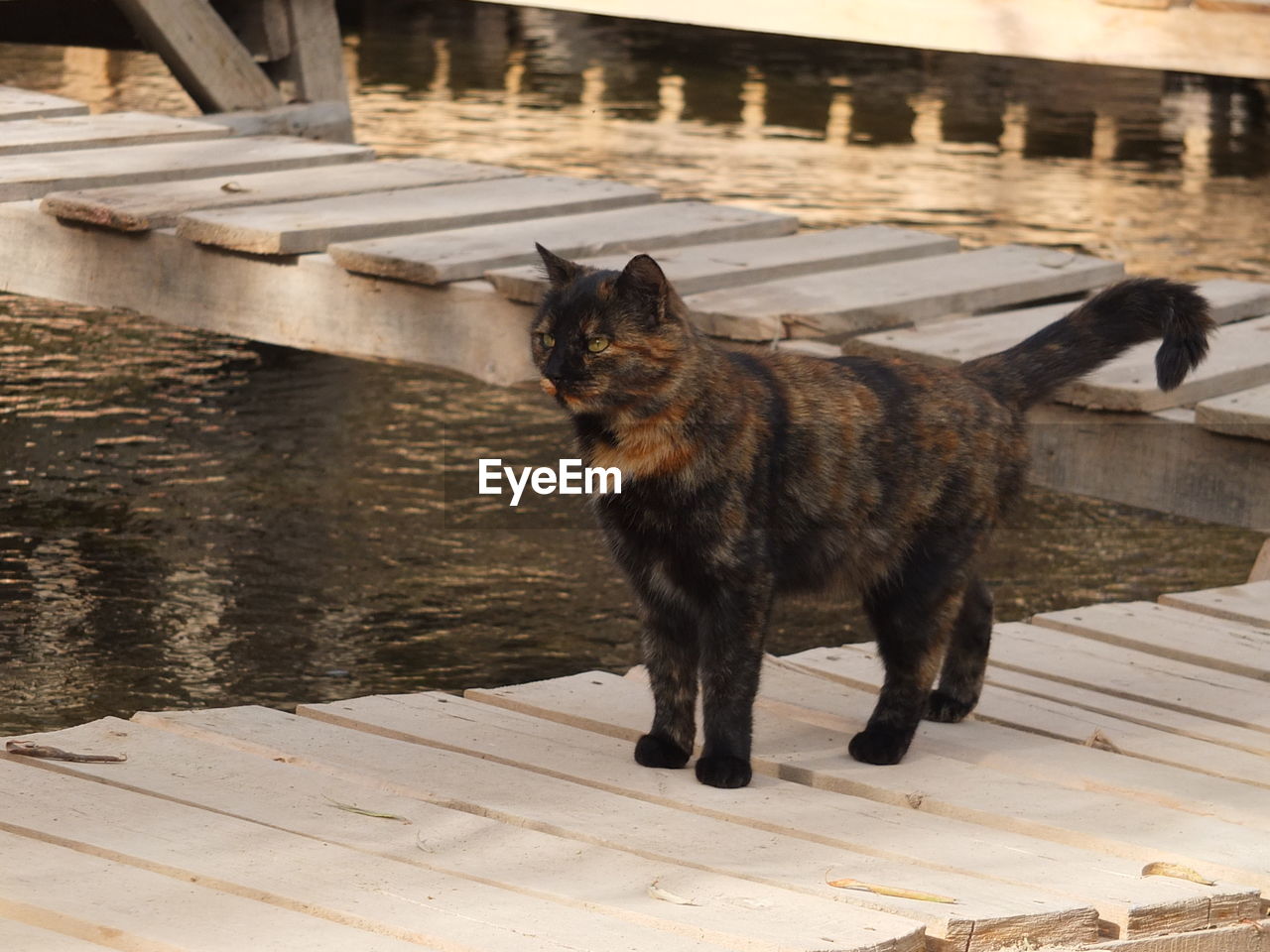 Dog standing on pier over lake