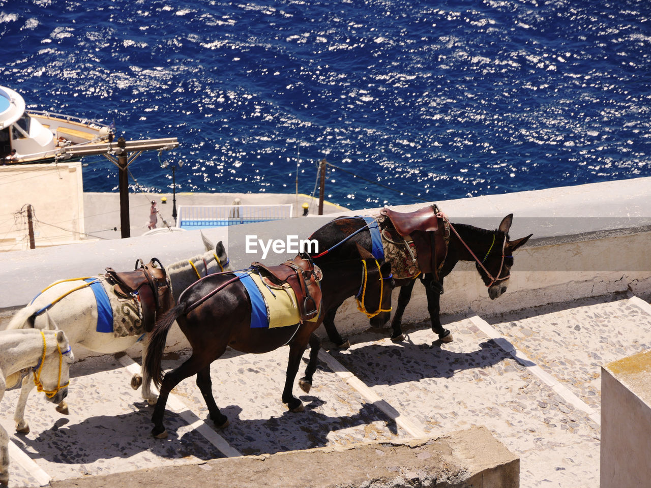 HORSES ON HORSE CART