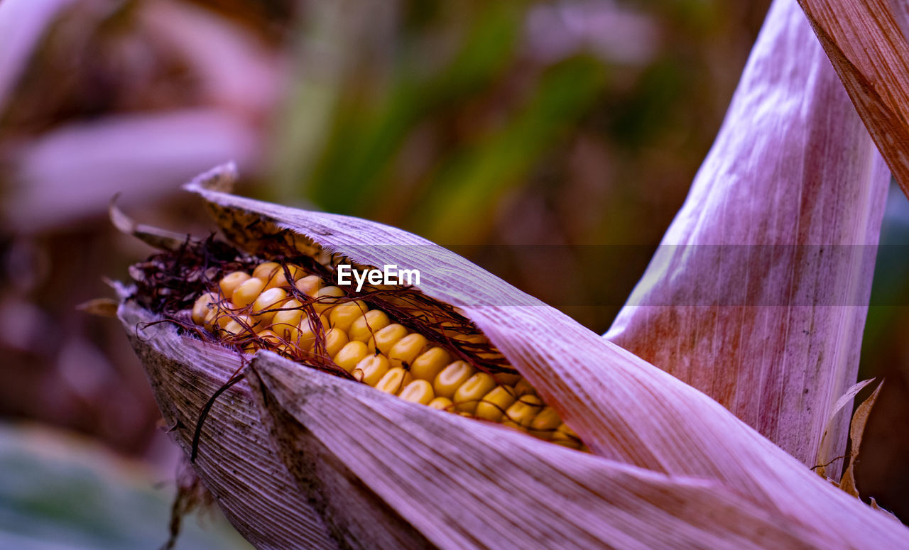 Corn on the field