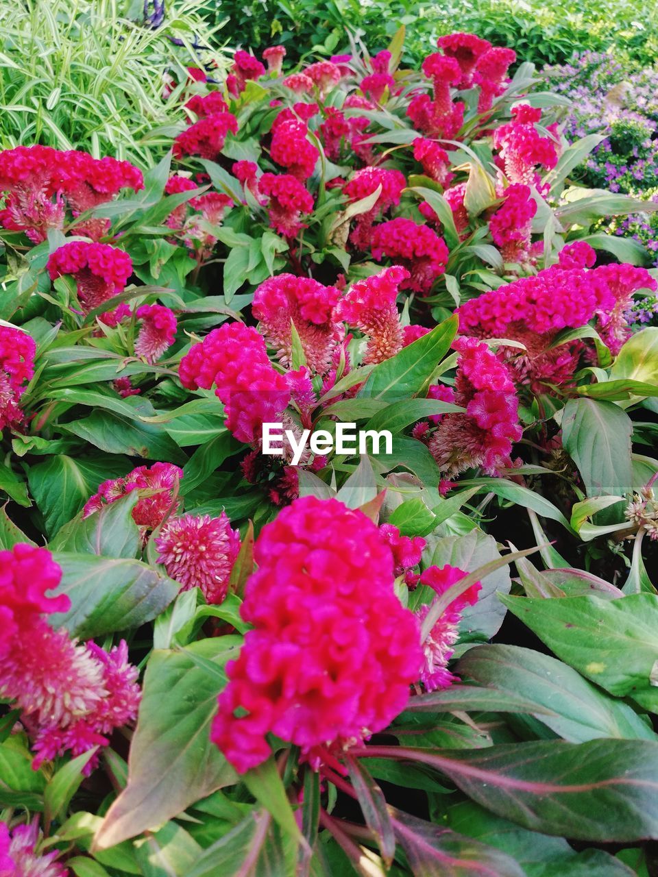 CLOSE-UP OF FRESH PINK FLOWERS ON PLANT