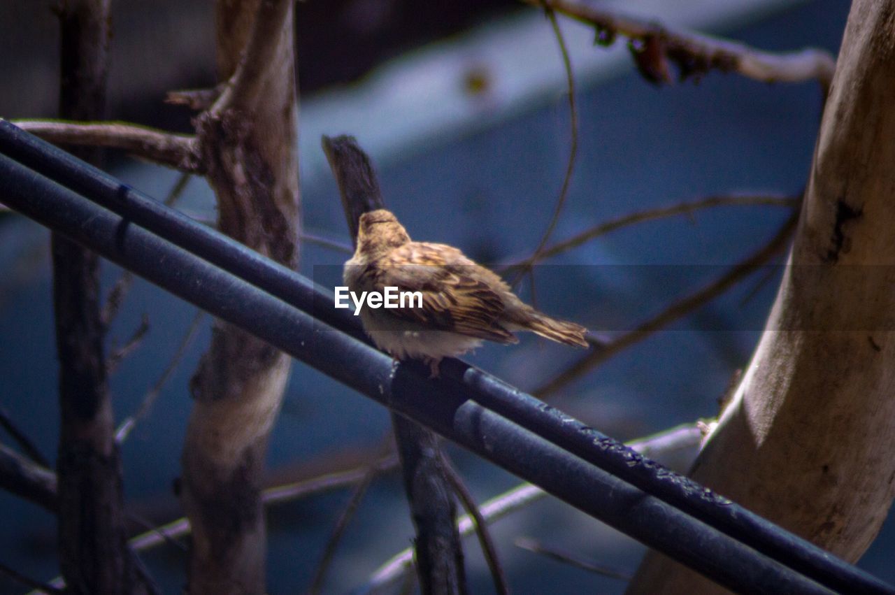 BIRD PERCHING ON A BRANCH