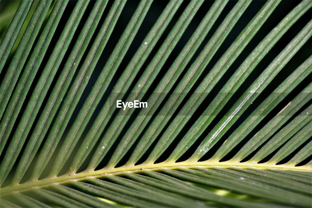 FULL FRAME SHOT OF PALM LEAF