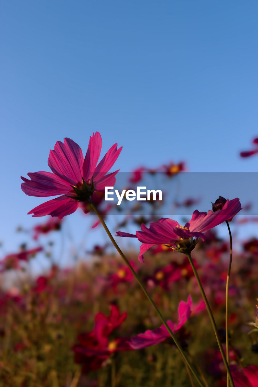 flower, flowering plant, plant, freshness, beauty in nature, nature, garden cosmos, sky, pink, blossom, close-up, macro photography, fragility, blue, cosmos, petal, flower head, no people, inflorescence, growth, focus on foreground, wildflower, clear sky, springtime, outdoors, cosmos flower, meadow, field, red, summer, plant stem, botany, leaf, copy space, landscape, selective focus, vibrant color, environment, magenta, tranquility, multi colored, day, land