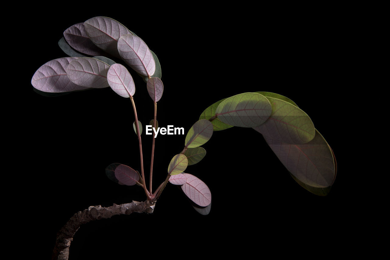 CLOSE-UP OF PURPLE FLOWER AGAINST BLACK BACKGROUND