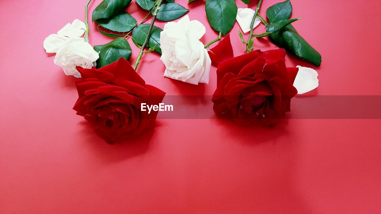 HIGH ANGLE VIEW OF ROSES ON RED TABLE