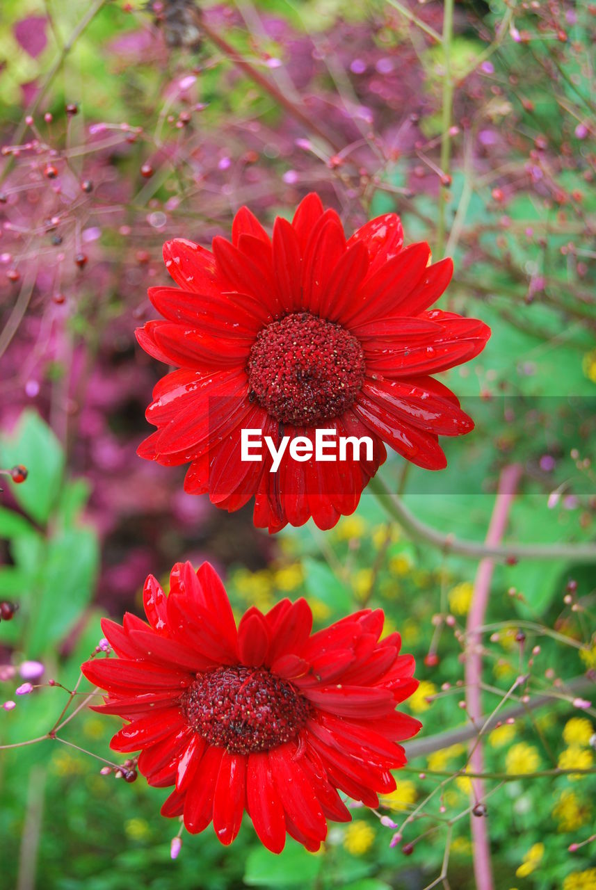 Close-up of red flowers blooming outdoors