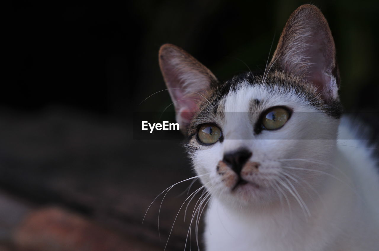 CLOSE-UP OF CAT
