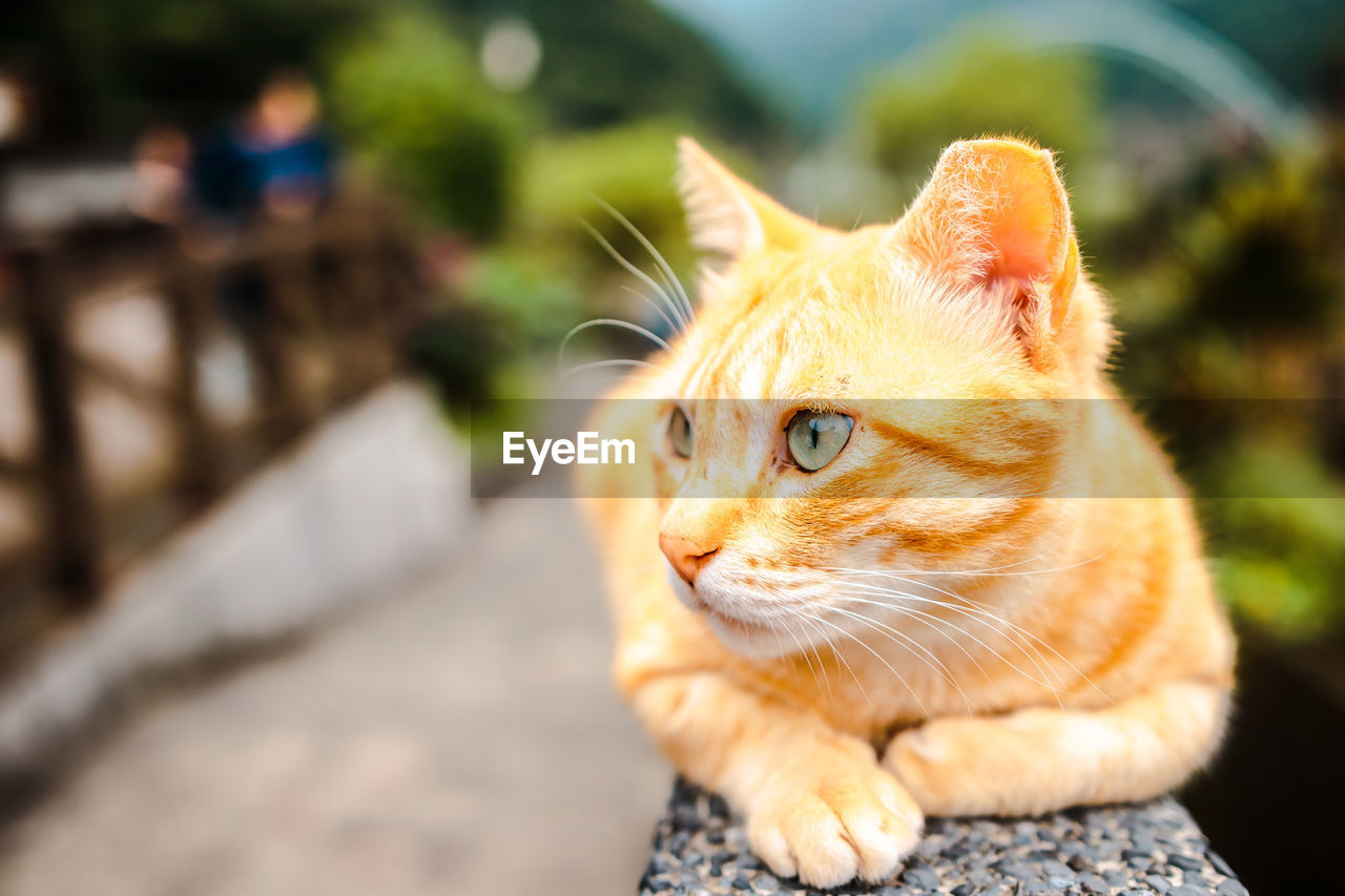 CLOSE-UP OF CAT LOOKING AWAY OUTDOORS