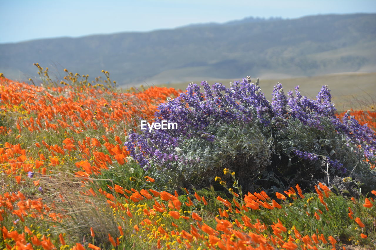 Close-up of purple flowering plants on field