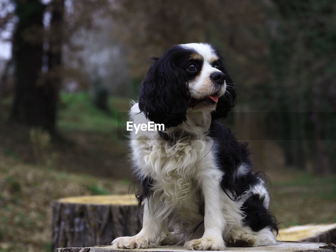 Dog looking away while sitting on land