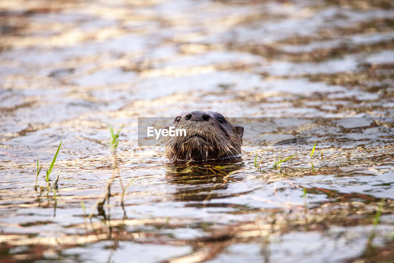 PORTRAIT OF DUCK IN LAKE