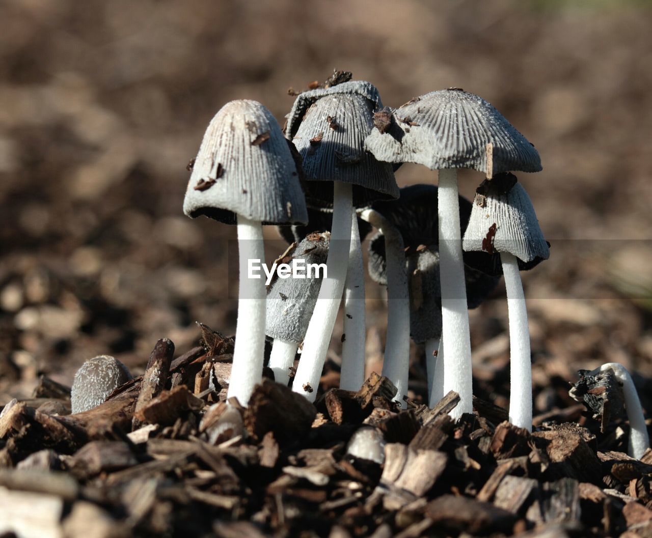 Mushrooms growing on field in forest