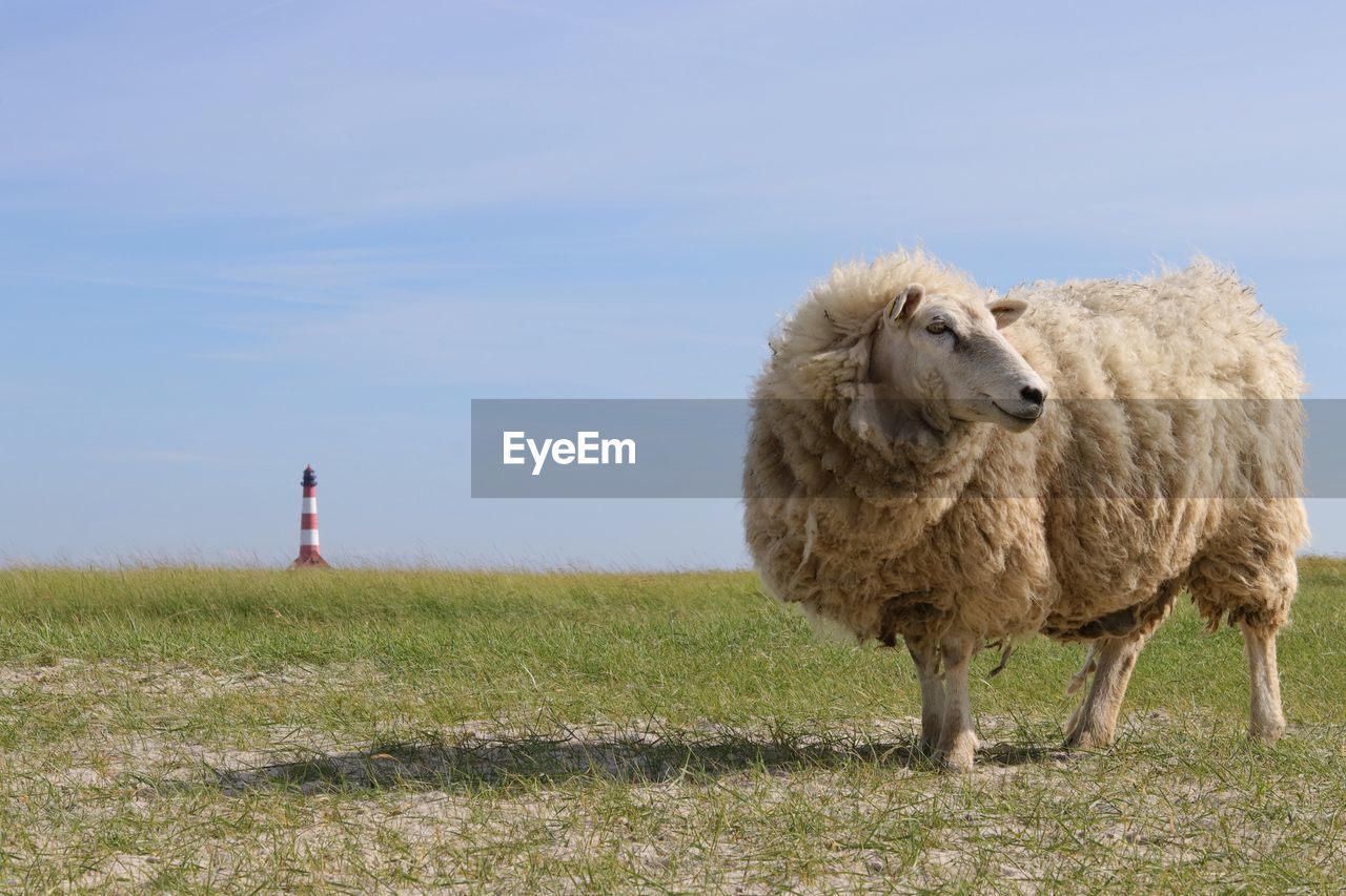 Sheep sankt-peter ording