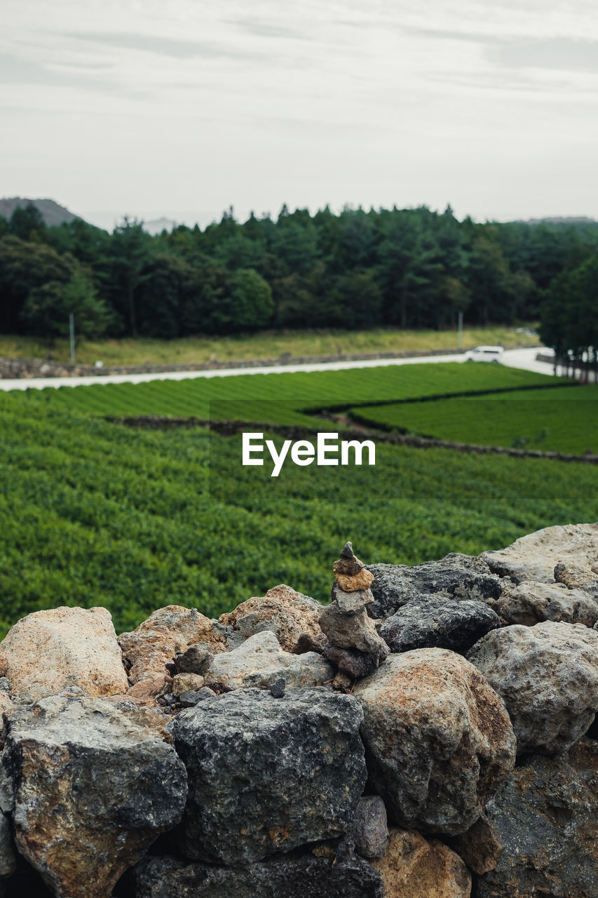 plant, rock, soil, nature, grass, landscape, sky, land, environment, tree, green, rural area, field, no people, tranquility, day, cloud, rural scene, scenics - nature, beauty in nature, agriculture, wall, growth, tranquil scene, outdoors, hill, non-urban scene