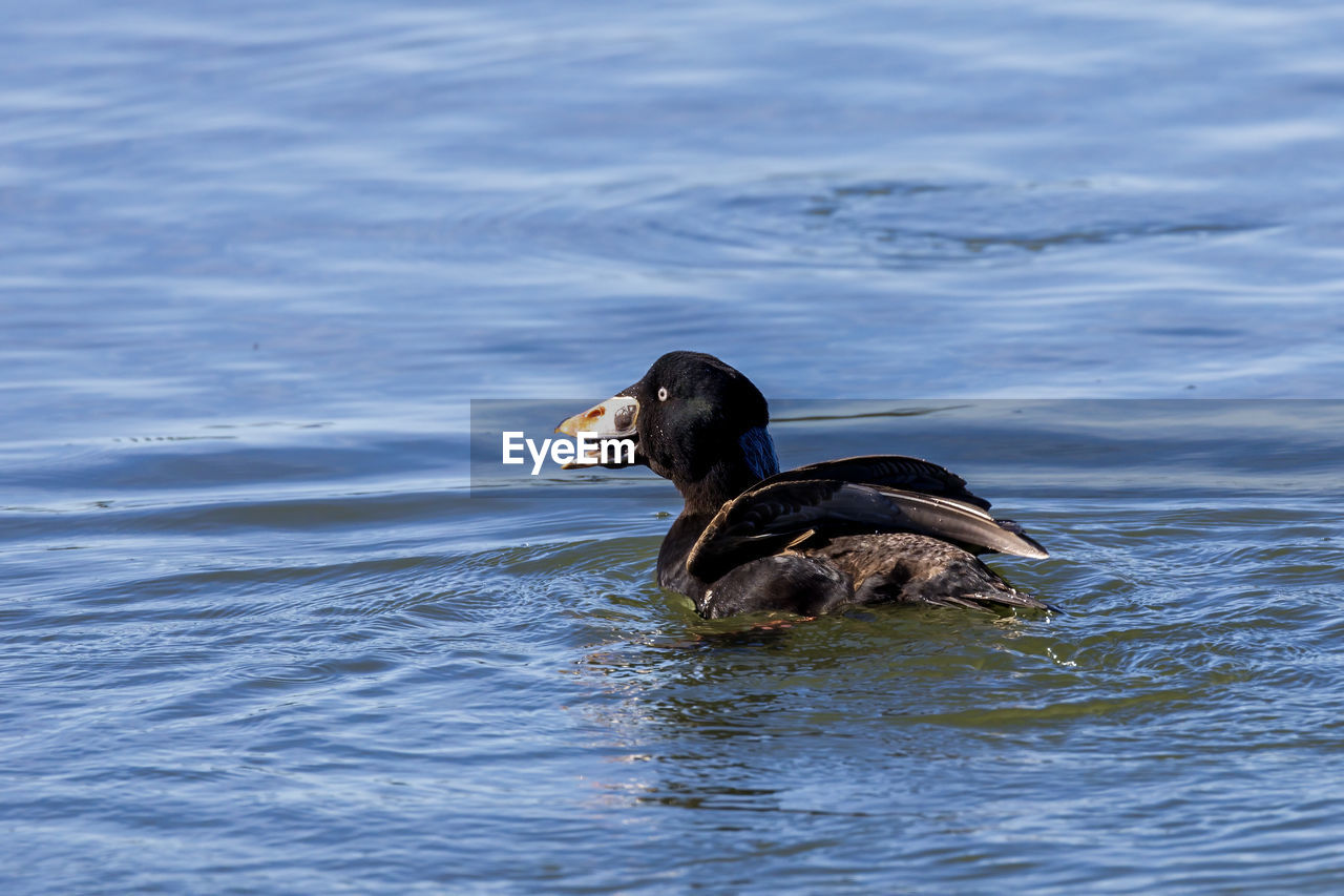 animal themes, animal, animal wildlife, duck, wildlife, water, bird, one animal, swimming, ducks, geese and swans, water bird, mallard, beak, lake, nature, no people, day, poultry, outdoors, rippled, side view, waterfront, mammal