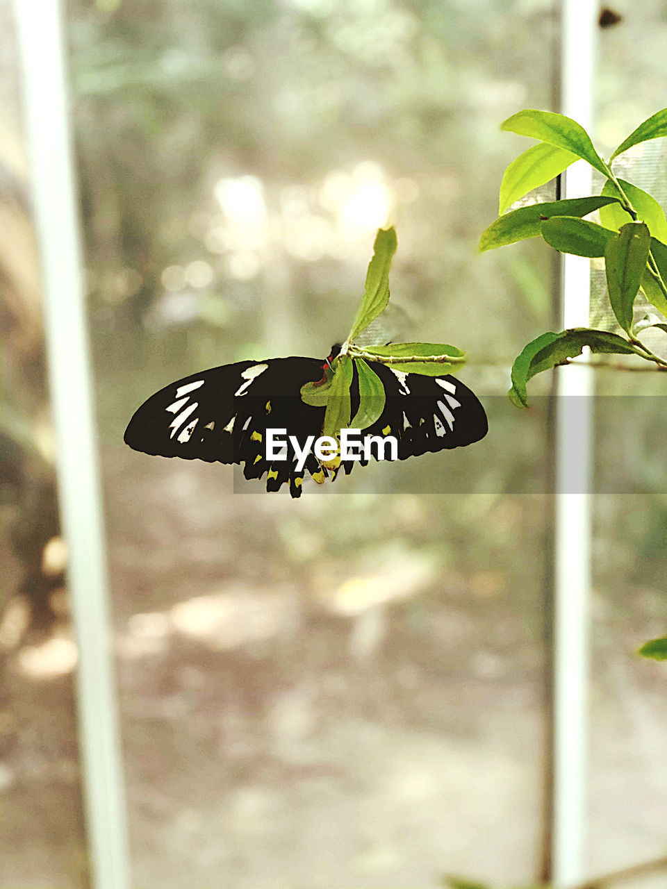 CLOSE-UP OF BUTTERFLY ON LEAF
