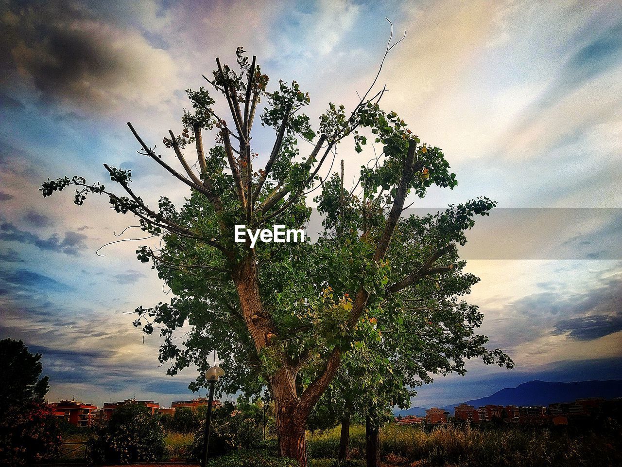 LOW ANGLE VIEW OF TREE AGAINST SKY