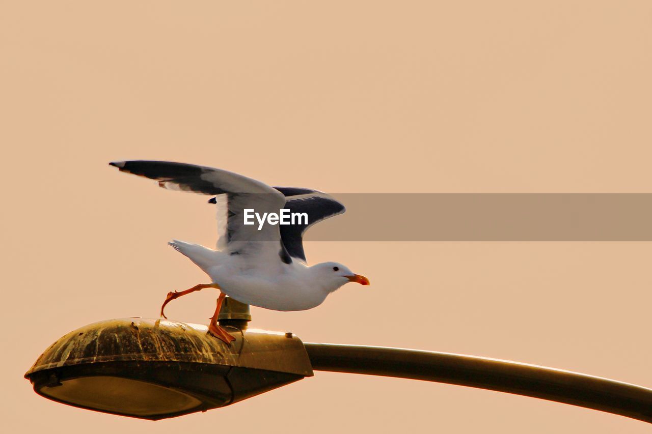 Seagull flying from street light at sunset