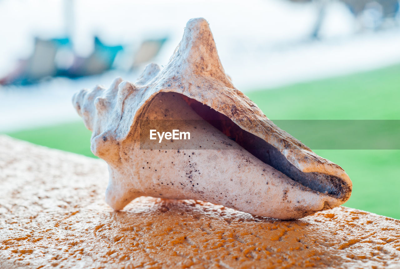 Close-up of a shell on the beach