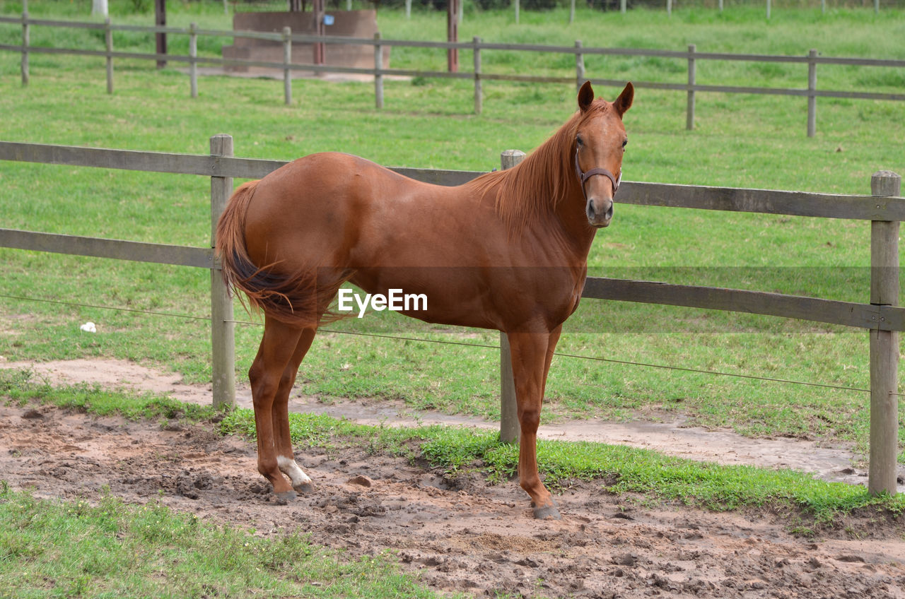 Horse standing in ranch