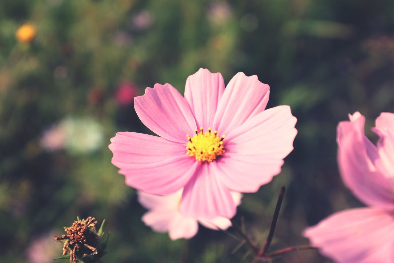 Close-up of pink cosmos flowers blooming outdoors