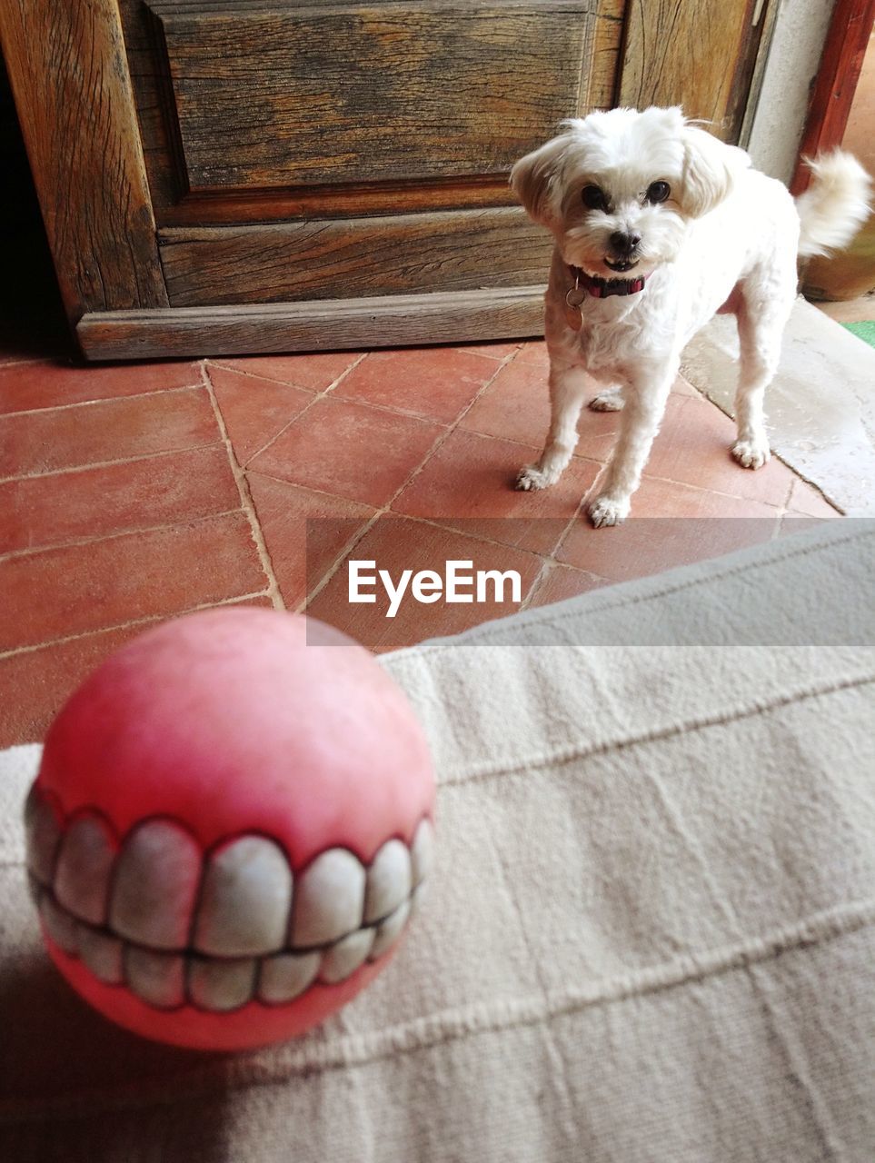 DOG WITH BALL ON FLOOR