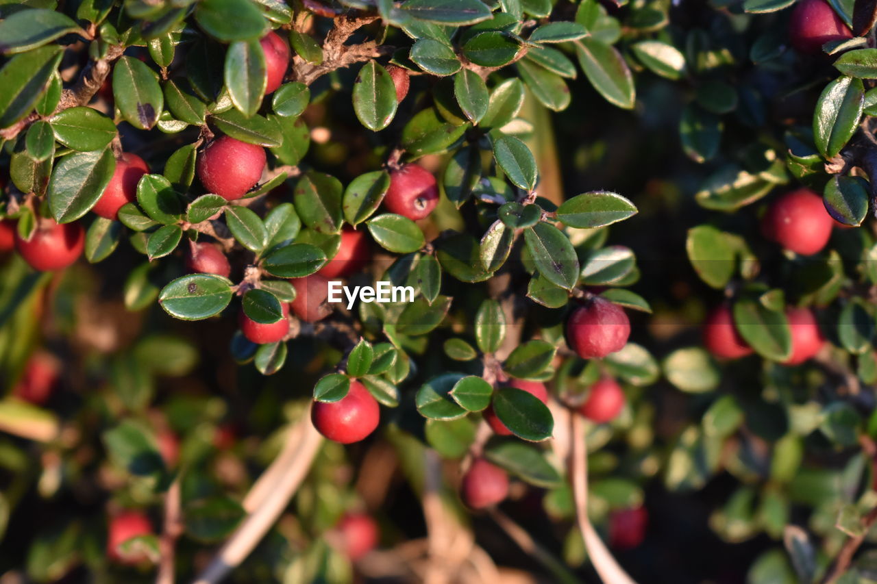 CLOSE-UP OF BERRIES ON TREE