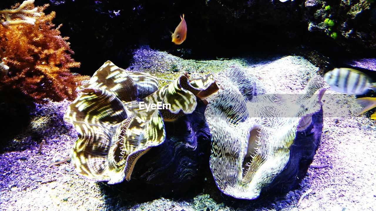 animal themes, water, animals in the wild, sea life, underwater, no people, one animal, fish, animal wildlife, nature, swimming, beauty in nature, undersea, indoors, close-up, day, aquarium