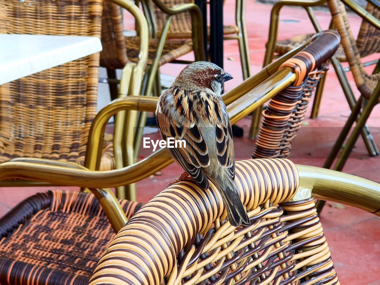 CLOSE-UP OF A BIRD IN BASKET