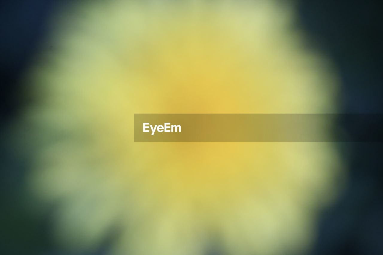 FULL FRAME OF YELLOW FLOWER