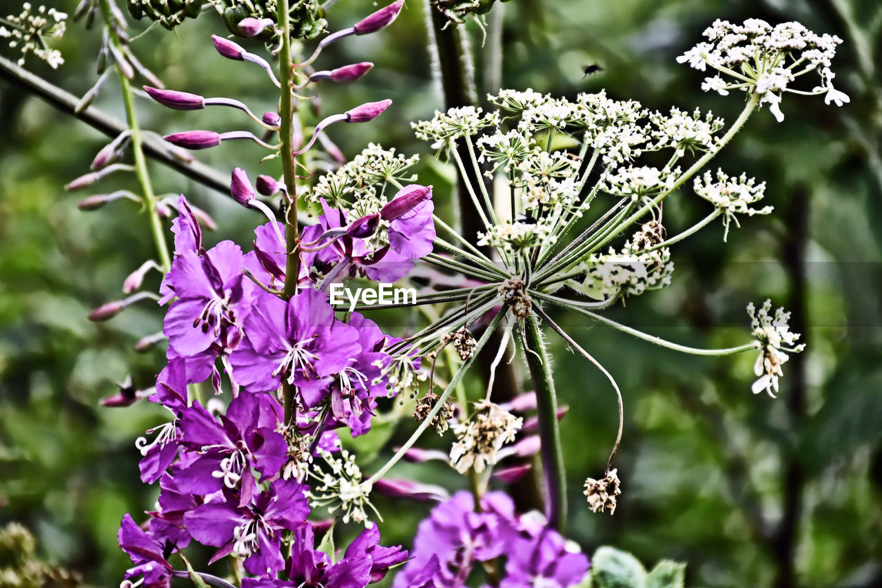 CLOSE-UP OF PURPLE FLOWERS ON PLANT