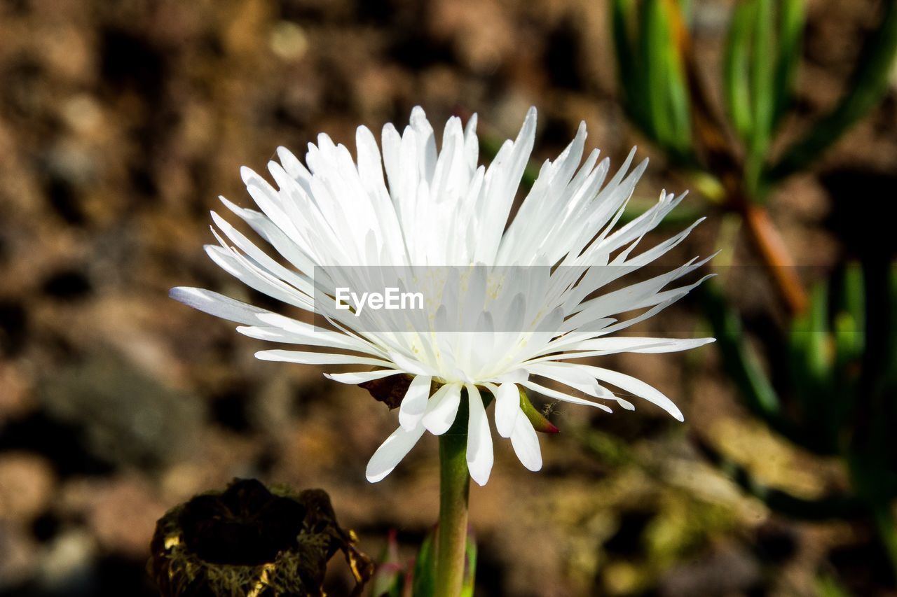 Close-up of white flowering plant