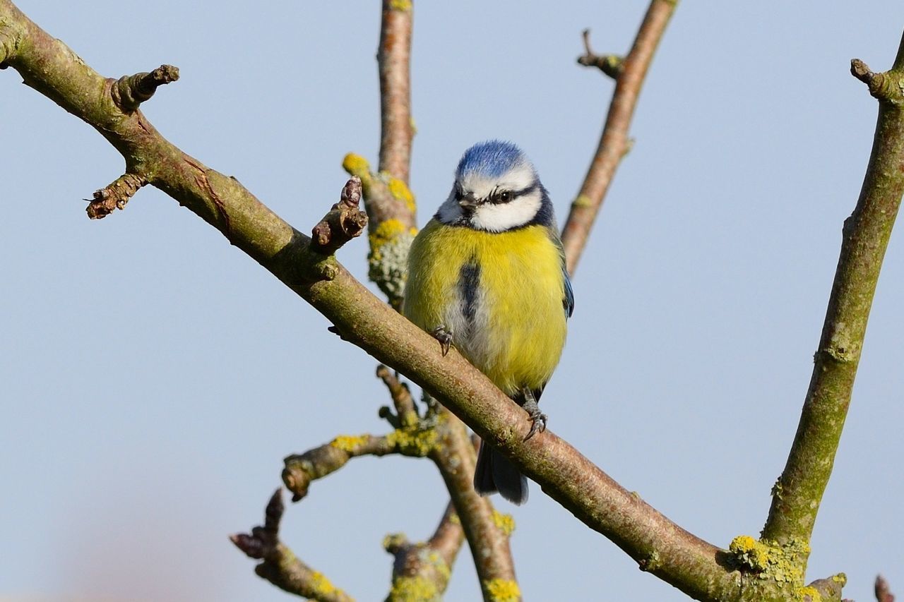 Close-up of bird perching on tree branch
