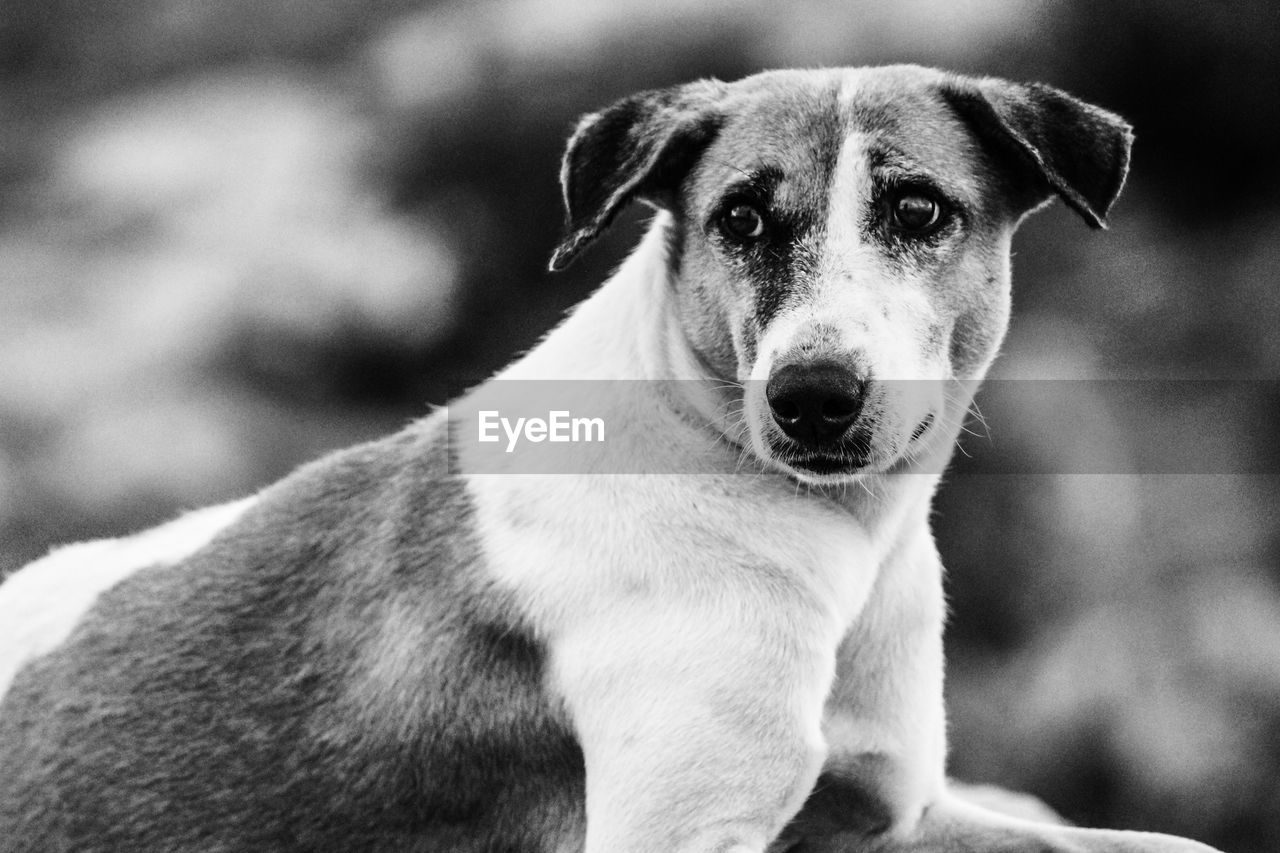 CLOSE-UP OF DOG SITTING OUTDOORS