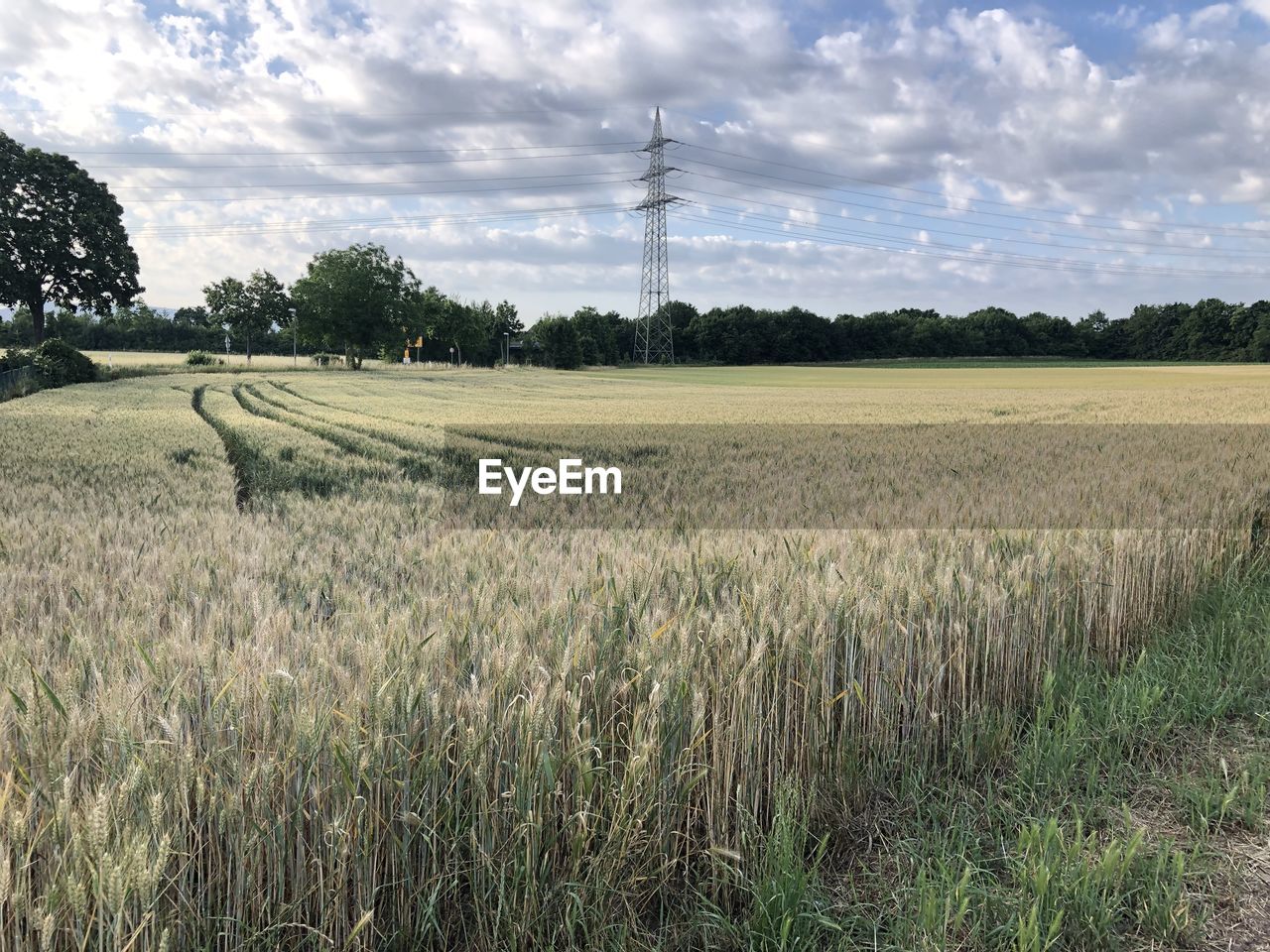 plant, landscape, field, land, sky, environment, rural scene, agriculture, cloud, plain, nature, grass, growth, grassland, prairie, rural area, crop, cereal plant, beauty in nature, scenics - nature, tranquility, no people, tree, tranquil scene, farm, wheat, paddy field, meadow, pasture, day, barley, outdoors, food, technology, soil, horizon, marsh, non-urban scene, power generation, natural environment, rye, electricity, green, idyllic