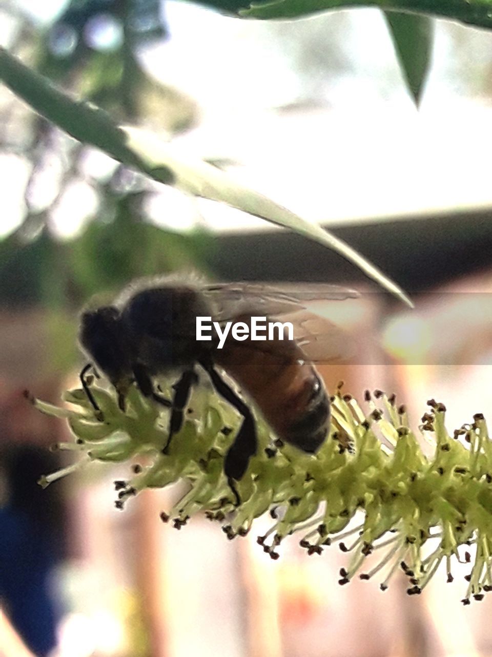 CLOSE-UP OF BEE POLLINATING ON FLOWER