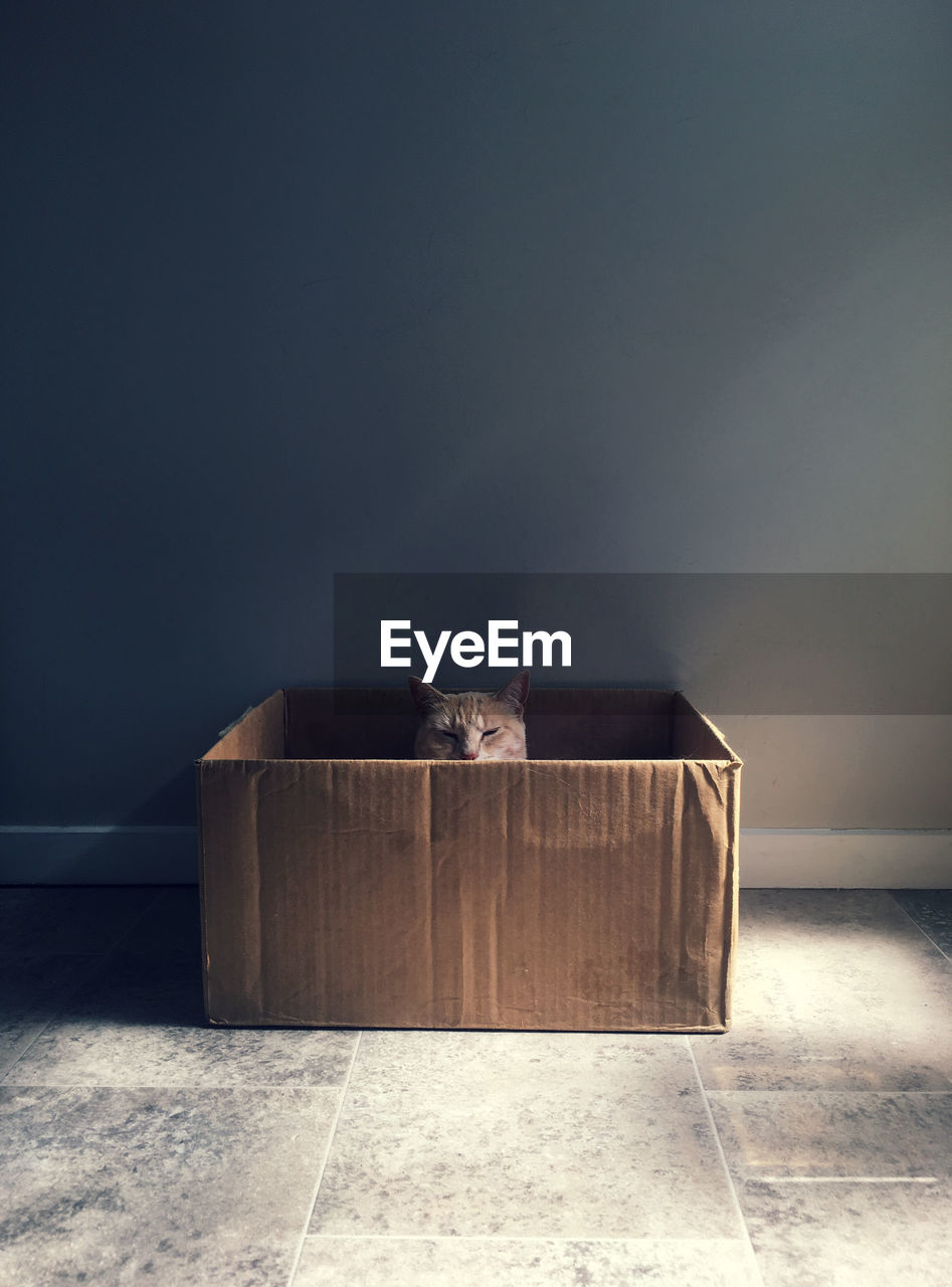 Cat relaxing in cardboard box at home