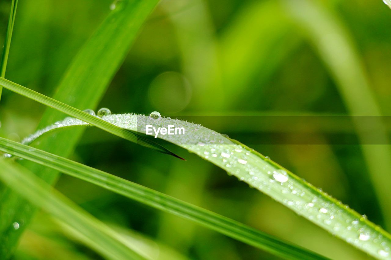 Water drops on grass