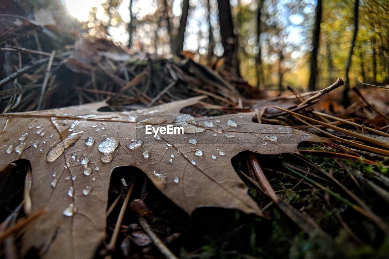 Raindrops on dry leaf in forest