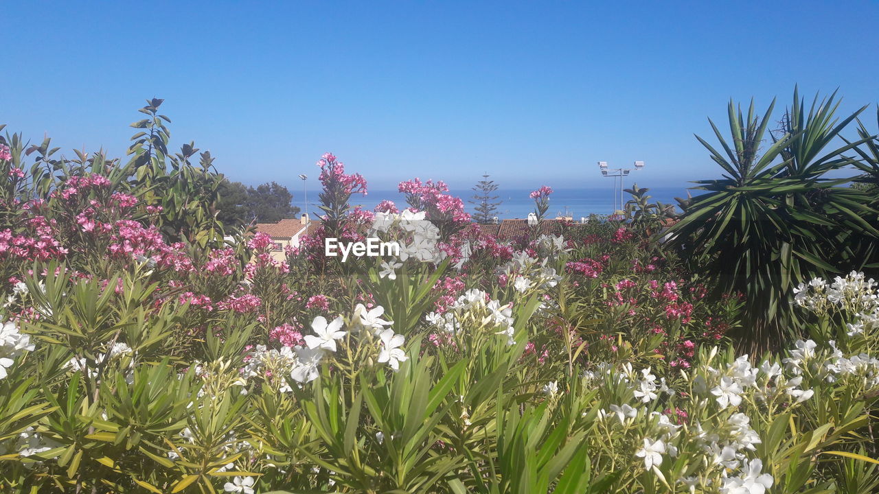 FLOWERS BLOOMING AT SEA AGAINST CLEAR SKY