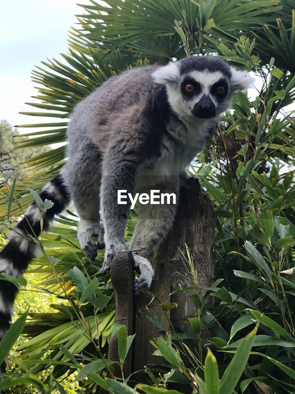 CLOSE-UP OF MONKEY ON TREE