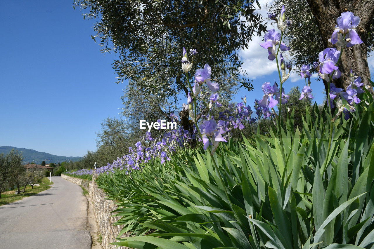 plant, flower, flowering plant, nature, growth, beauty in nature, sky, garden, freshness, tree, no people, grass, blue, day, outdoors, landscape, road, land, springtime, green, clear sky, environment, field, fragility, sunlight, tranquility, botany, scenics - nature, purple, blossom, footpath, transportation