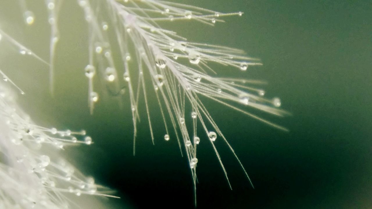 CLOSE-UP OF WET SPIDER WEB ON LEAF