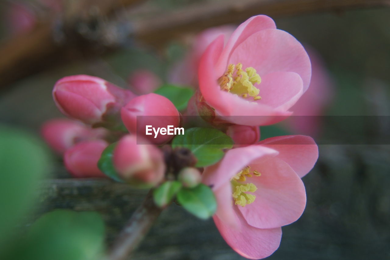 CLOSE-UP OF PINK FLOWER BLOOMING