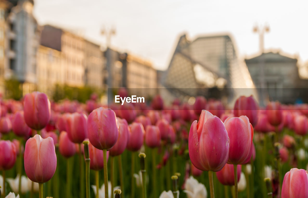 Close-up of tulips blooming against sky