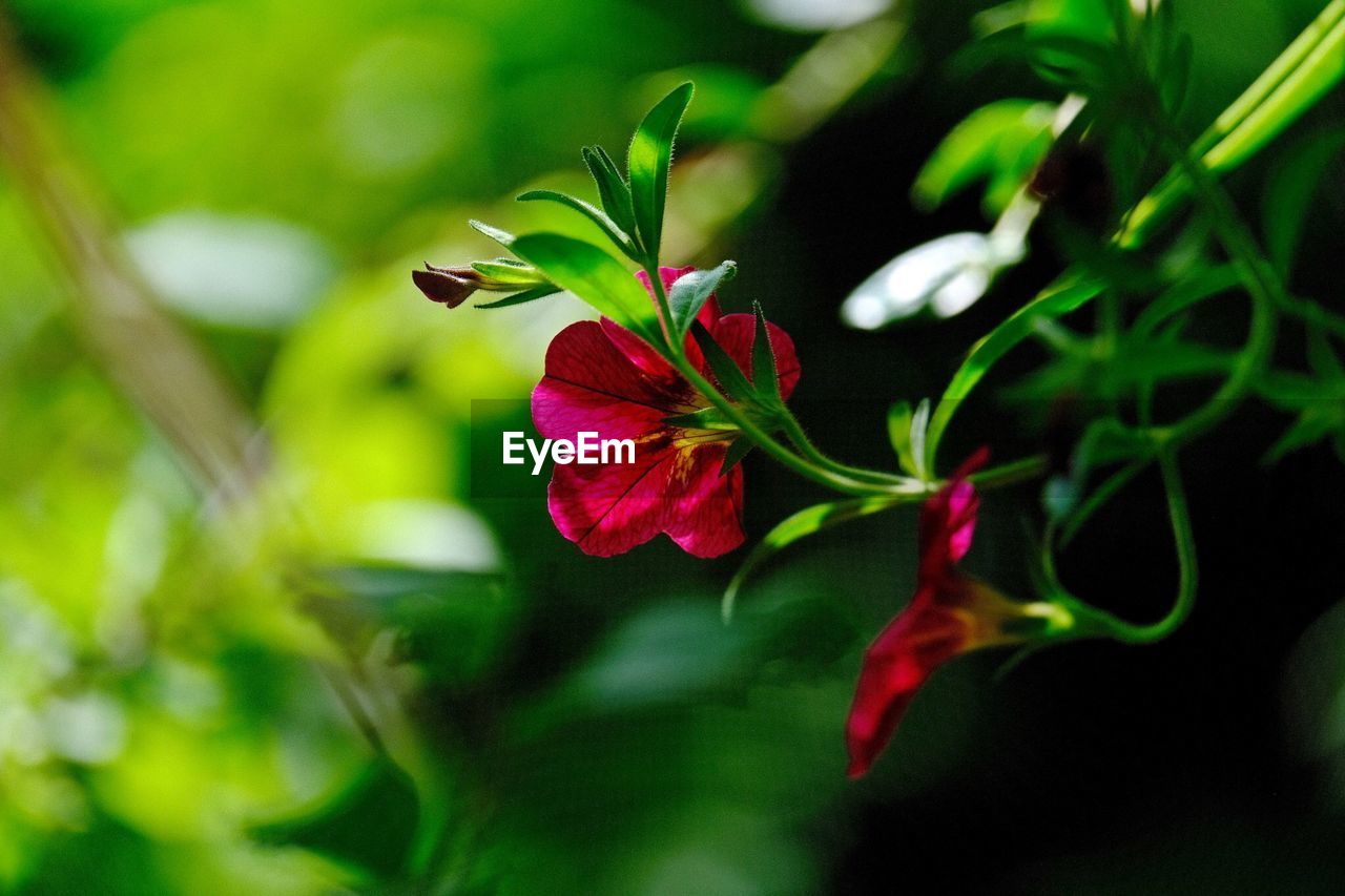 Close-up of pink flowering plant