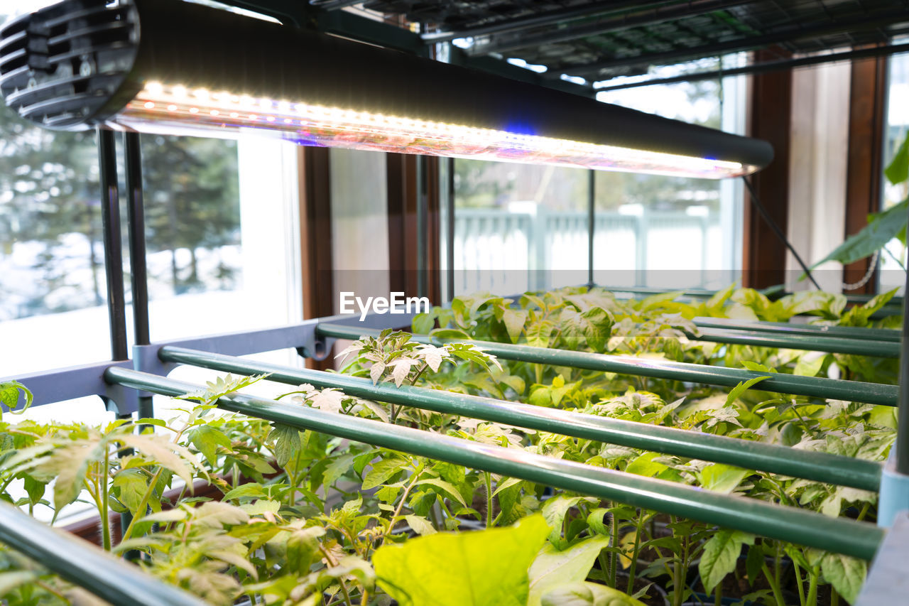 Fresh sprouts of tomato plant. young green seedling under ultraviolet multicolored phytolamp.