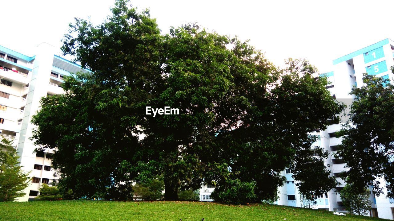 TREES AND GRASS AGAINST SKY