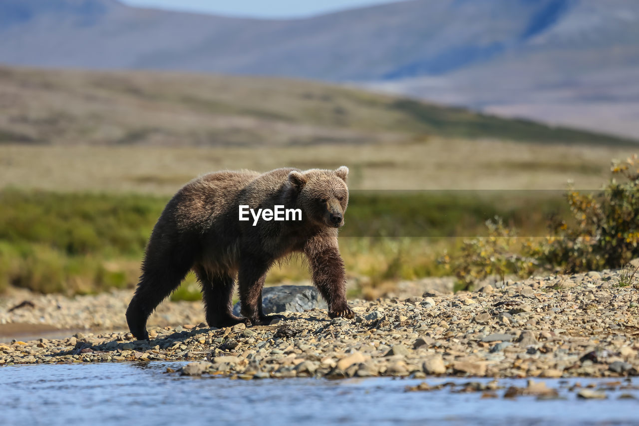 Side view of bear on riverbank