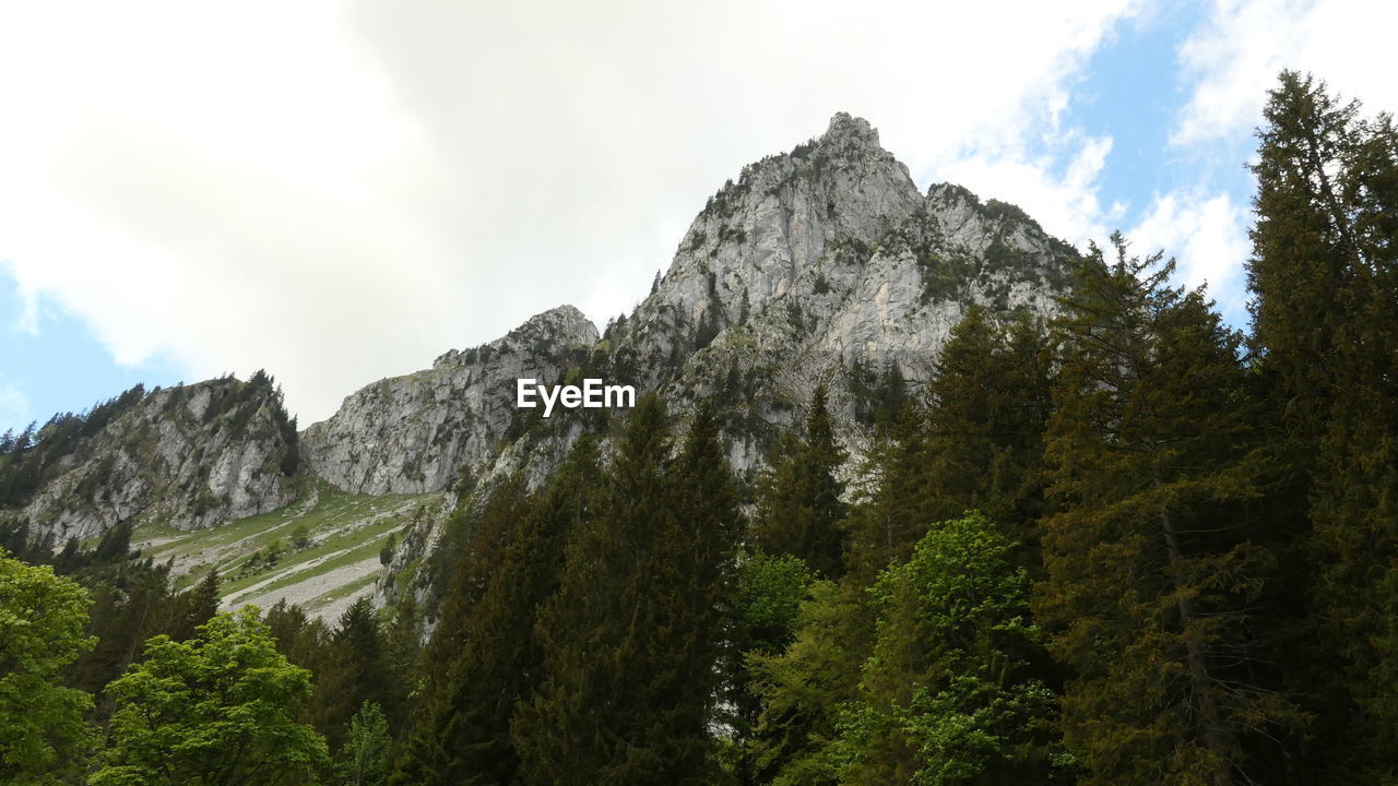 LOW ANGLE VIEW OF TREES ON MOUNTAIN AGAINST SKY